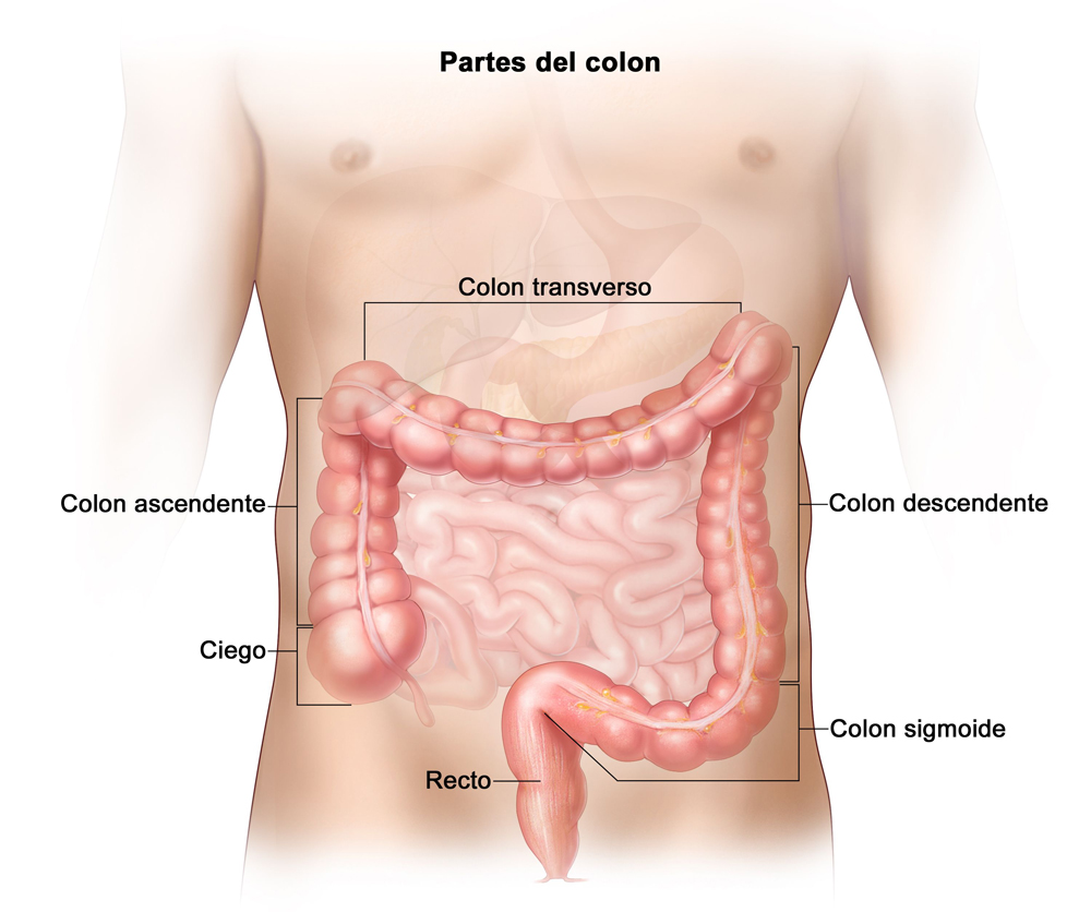 Colon Recto Colon Recto
